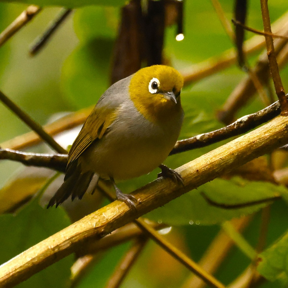 Silvereye - ML620395958