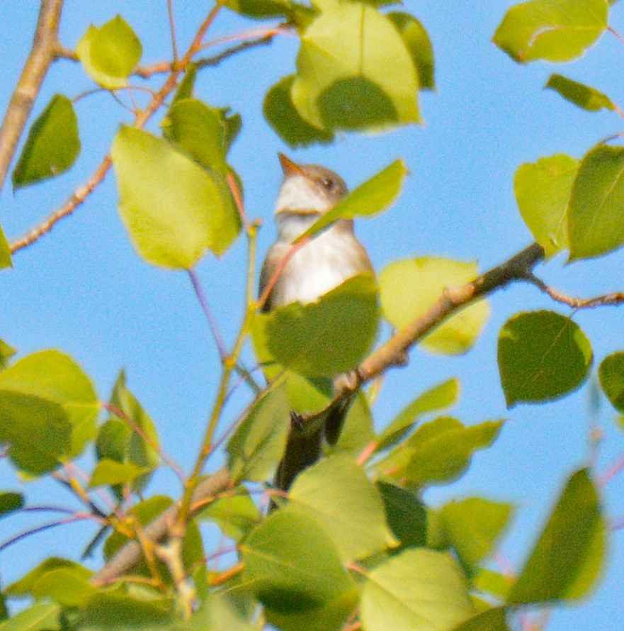 Willow Flycatcher - ML620395972