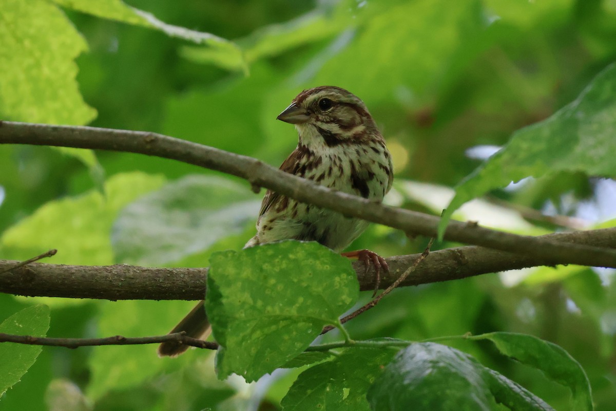 Song Sparrow - ML620395973