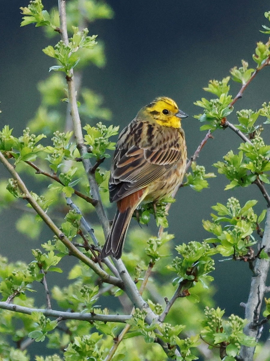 Yellowhammer - Denis Tétreault