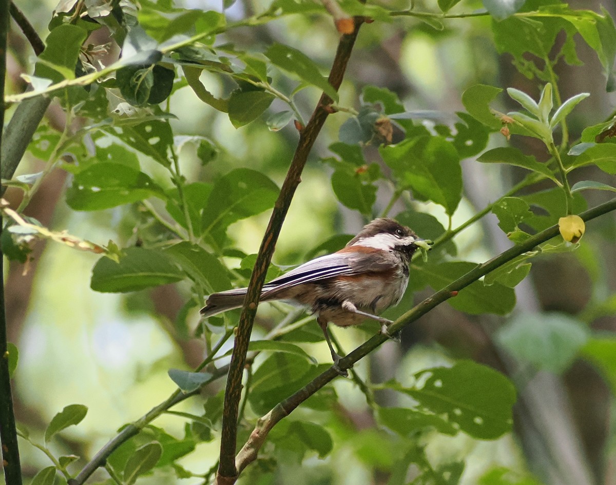 Mésange à dos marron - ML620395984