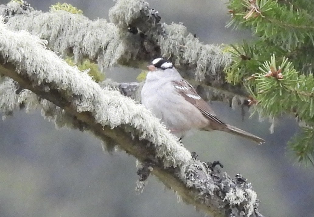 Bruant à couronne blanche (oriantha) - ML620395992