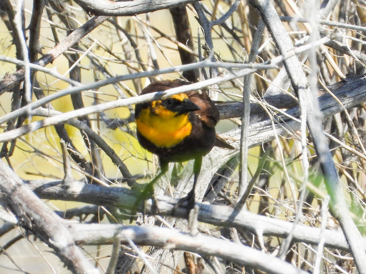 Yellow-headed Blackbird - ML620395994