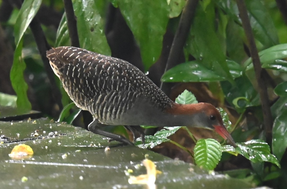 Slaty-breasted Rail - ML620396007