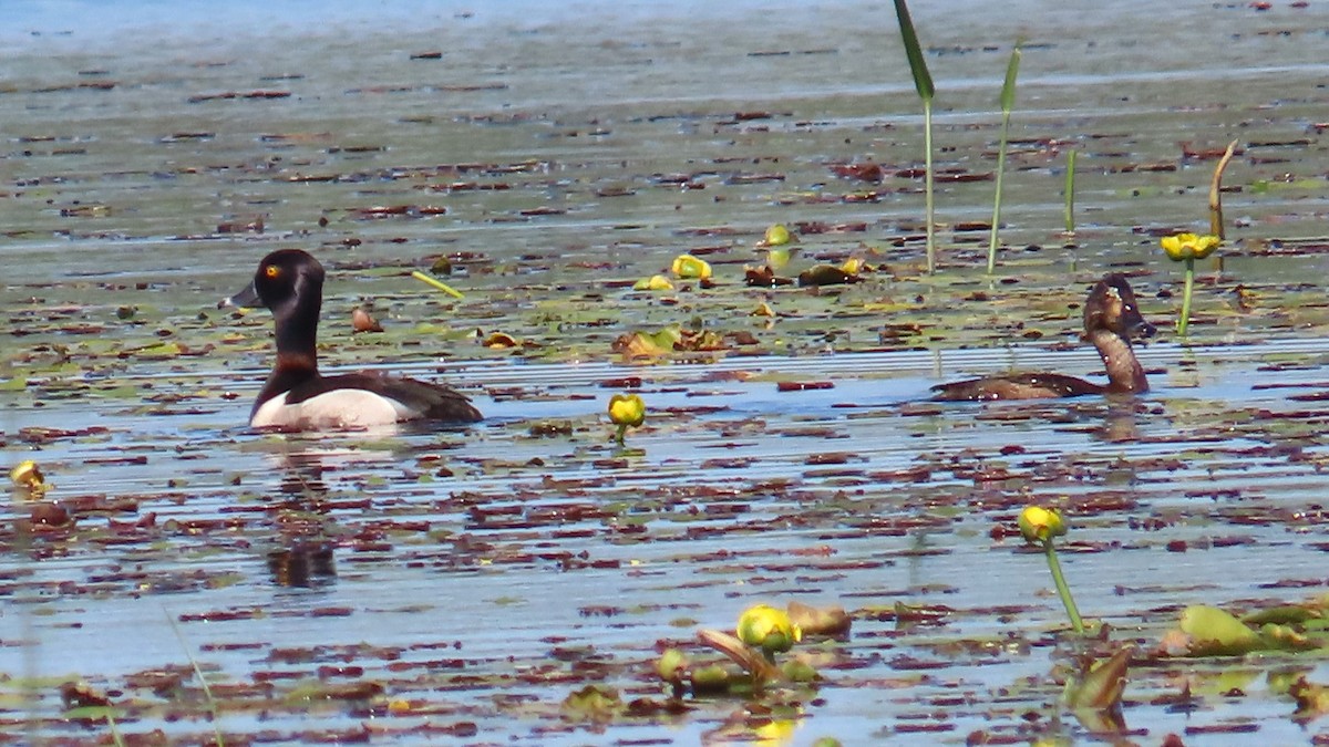 Ring-necked Duck - ML620396013