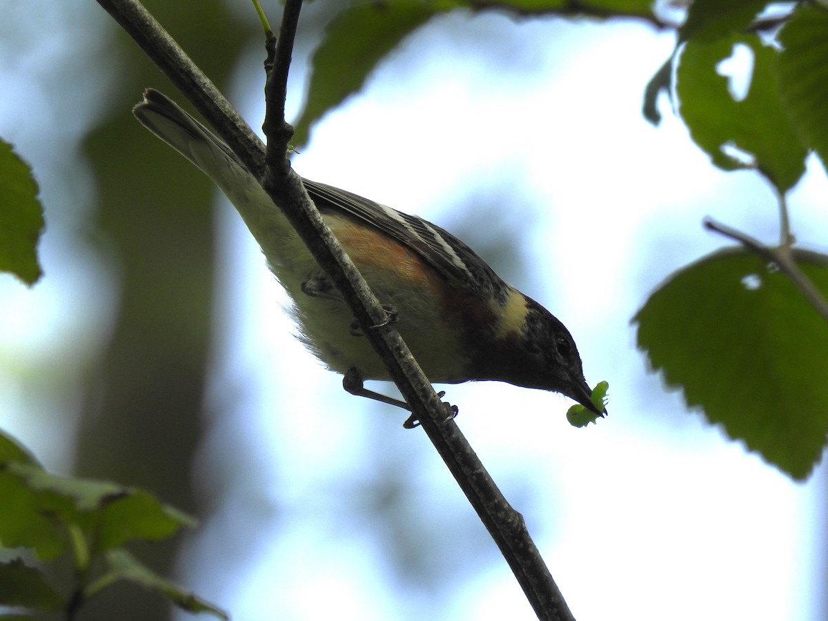 Bay-breasted Warbler - ML620396027