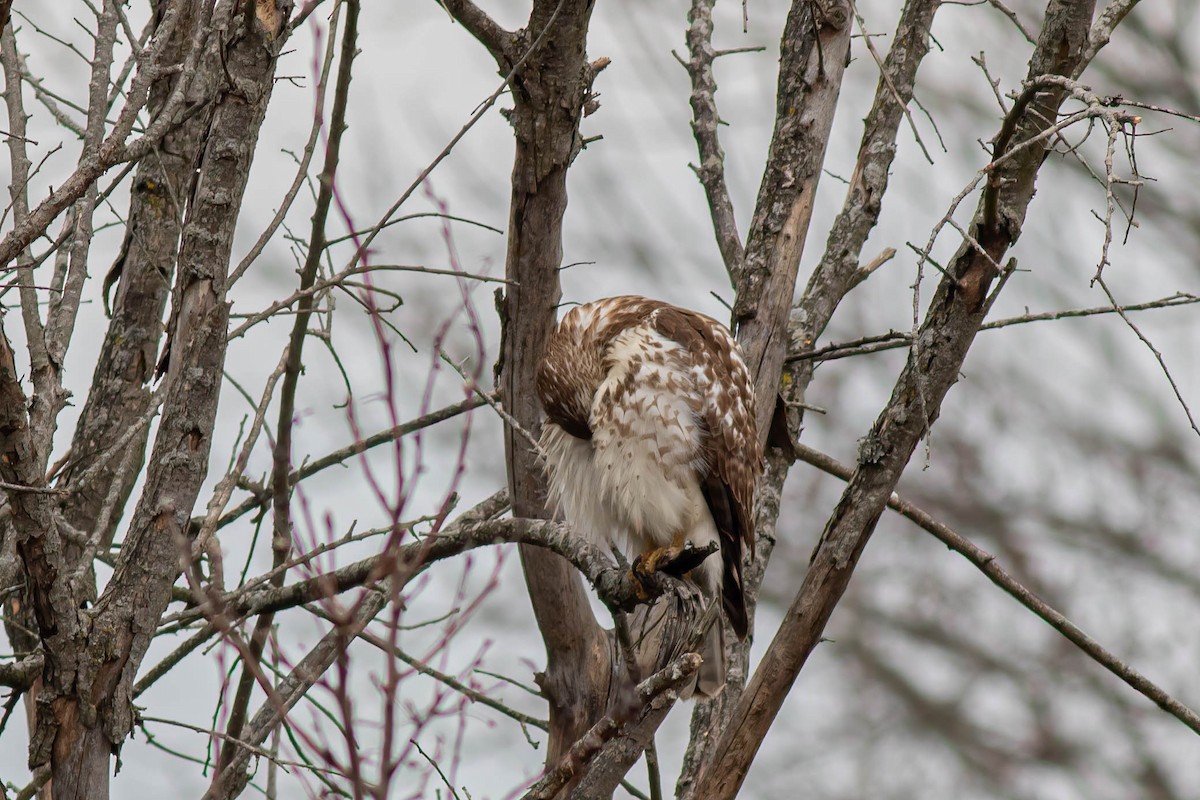 Red-tailed Hawk - ML620396028