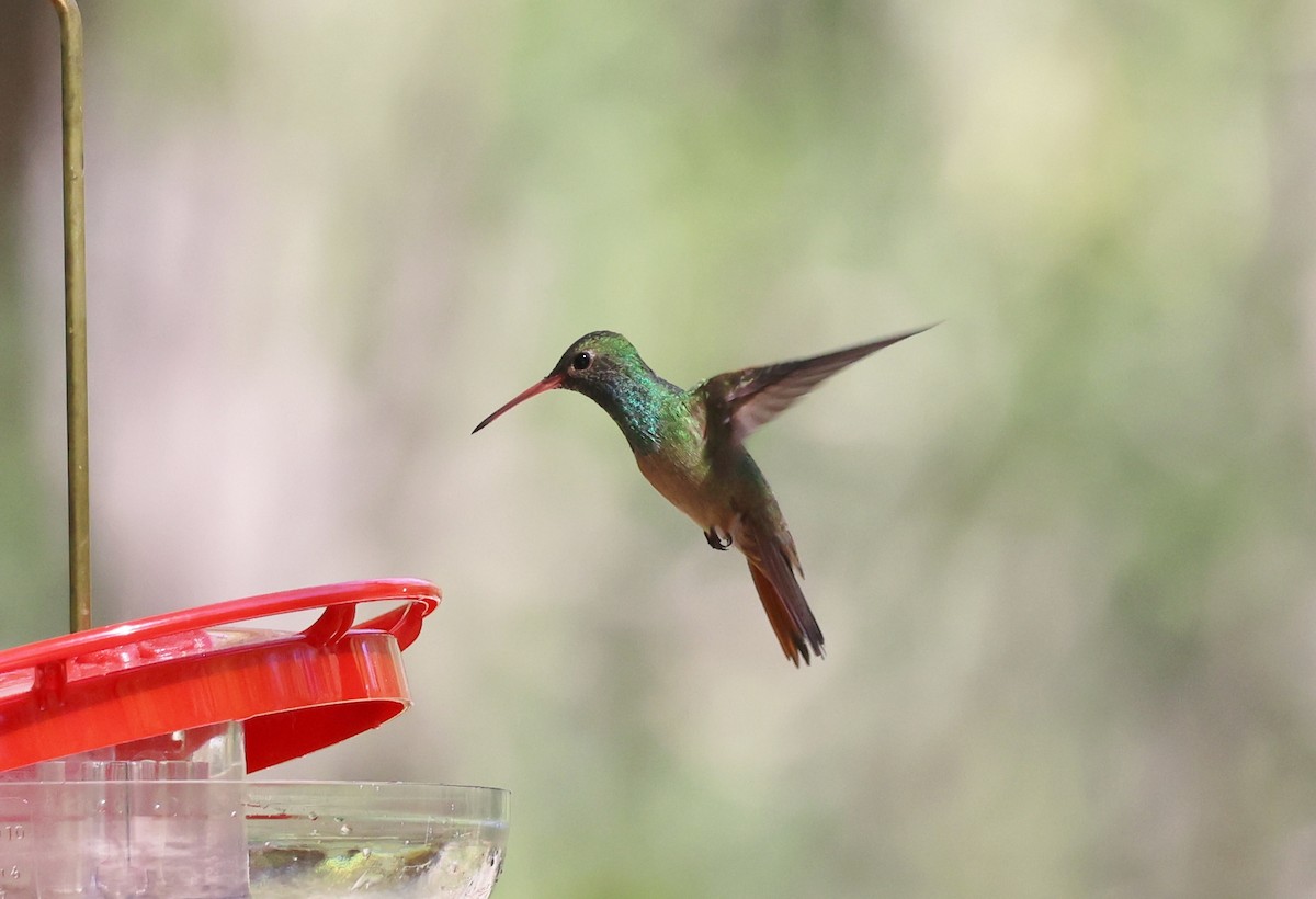 kolibřík yukatanský - ML620396032