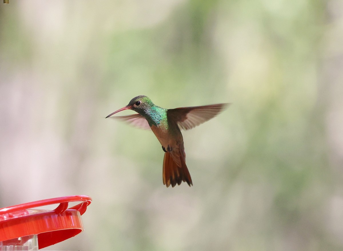 kolibřík yukatanský - ML620396036