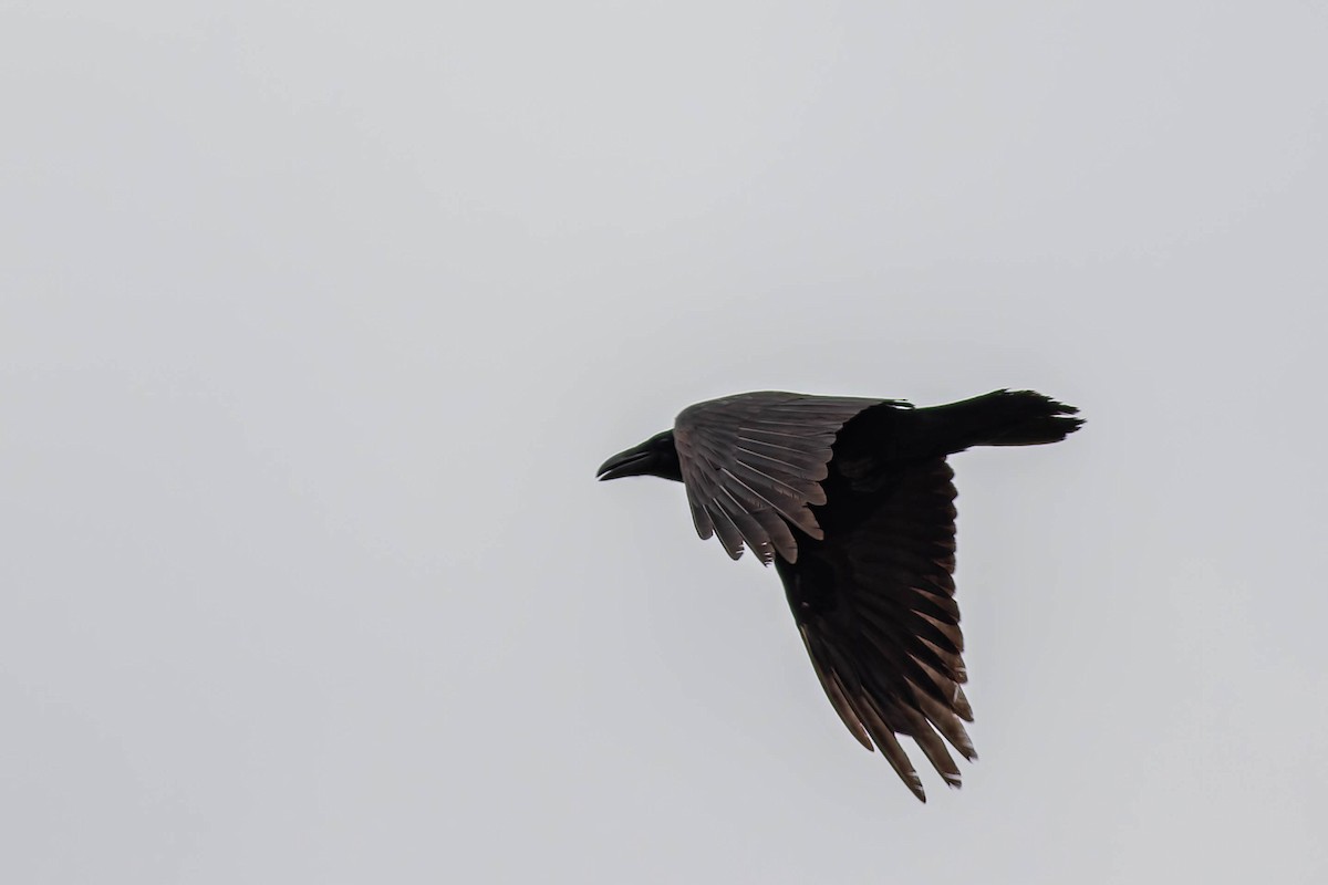 Common Raven - ML620396054