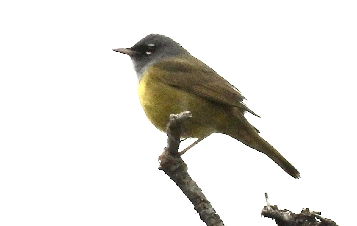 MacGillivray's Warbler - ML620396055