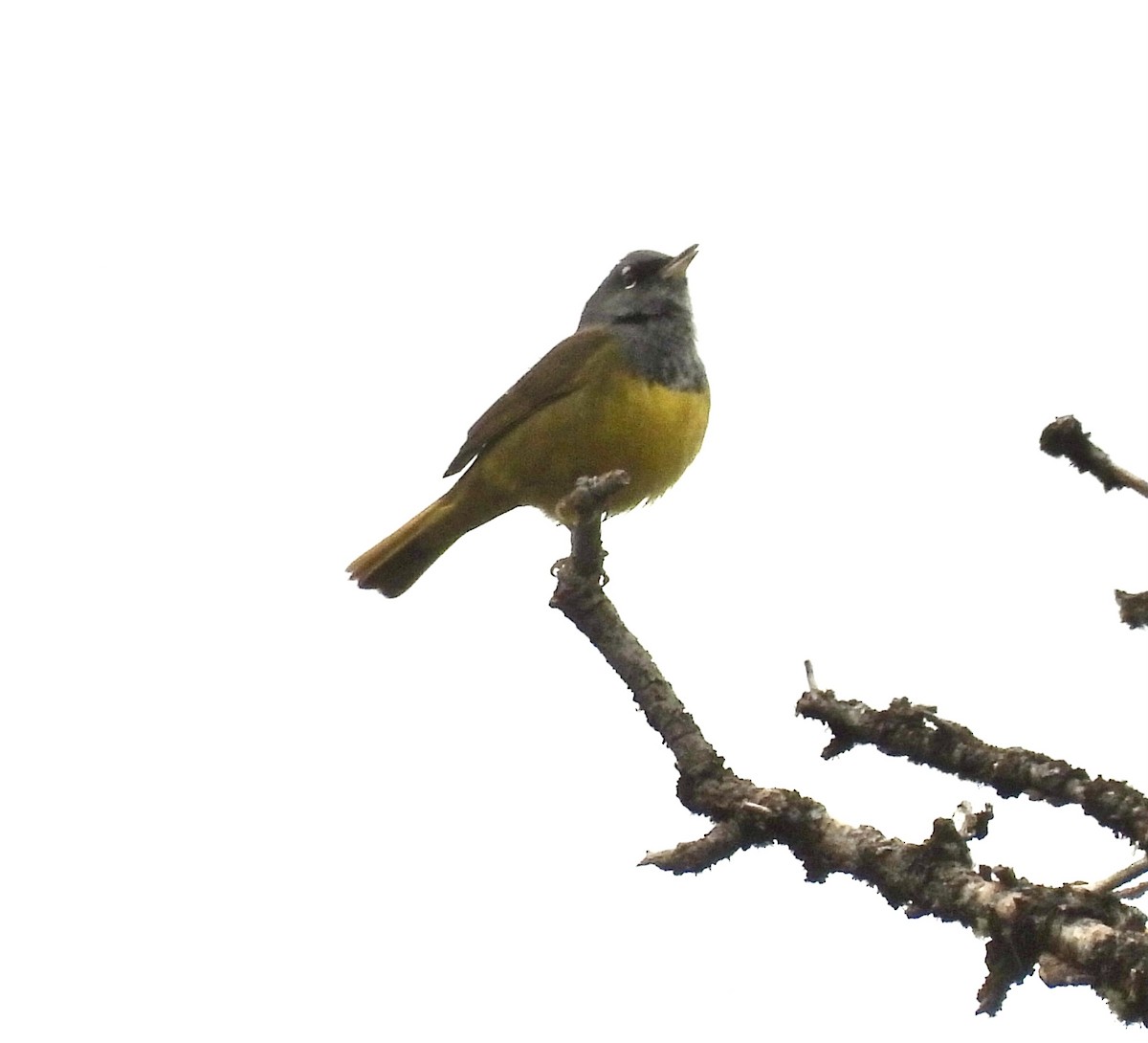 MacGillivray's Warbler - Jensy Shell