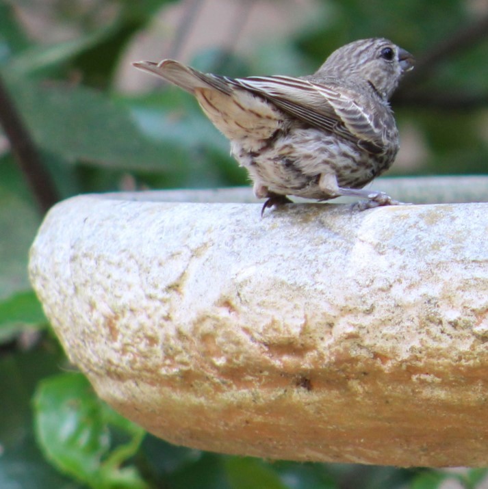 House Finch - ML620396060