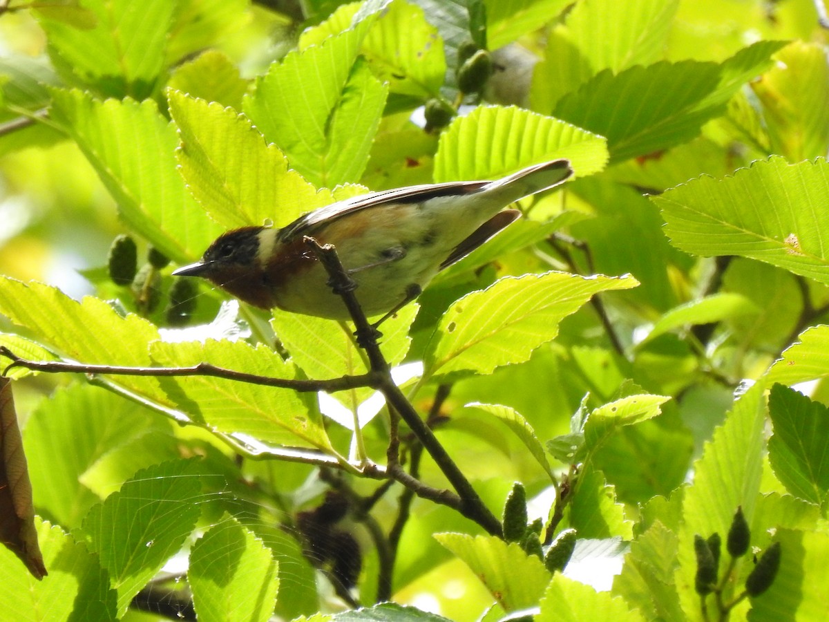 Bay-breasted Warbler - ML620396069