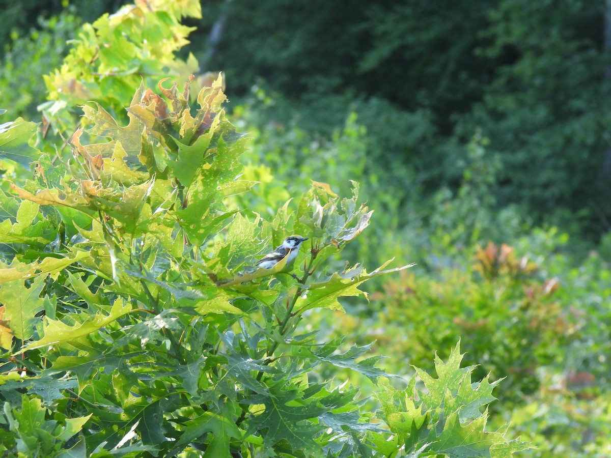 Chestnut-sided Warbler - ML620396075