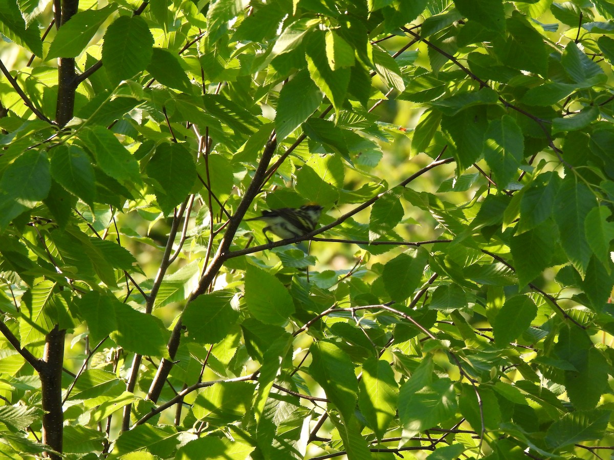 Chestnut-sided Warbler - ML620396076