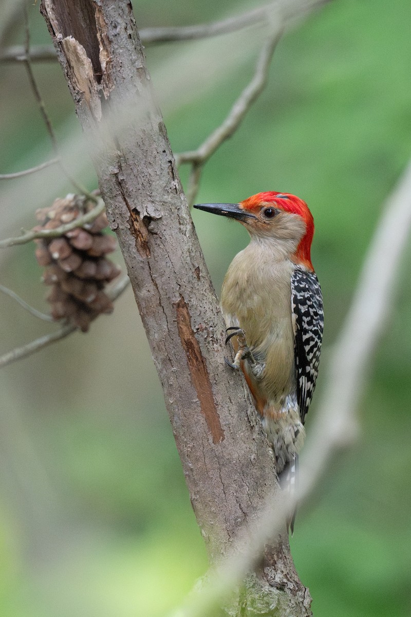 Red-bellied Woodpecker - ML620396077