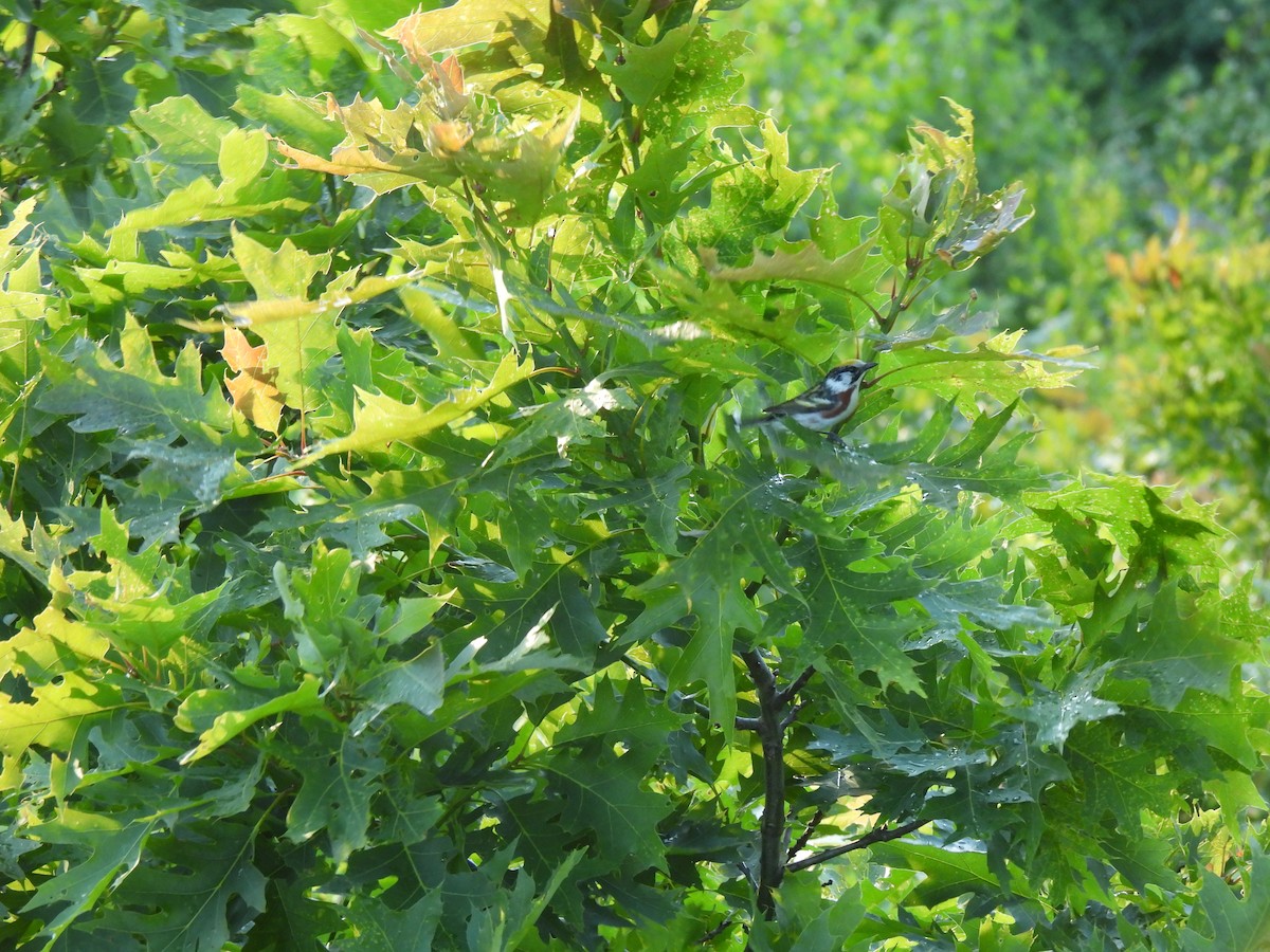 Chestnut-sided Warbler - ML620396079