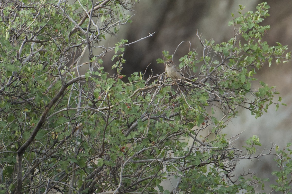 Rufous-crowned Sparrow - Bridget Spencer