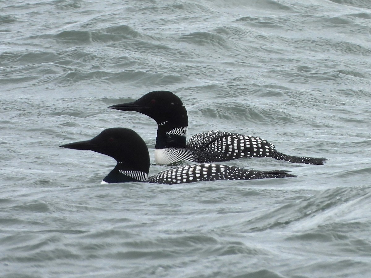 Common Loon - ML620396087