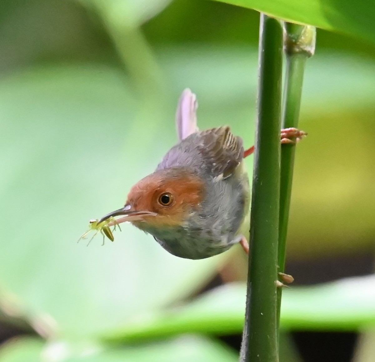 Ashy Tailorbird - ML620396090