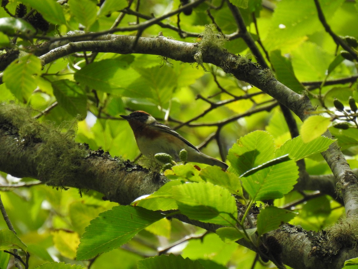 Bay-breasted Warbler - ML620396092