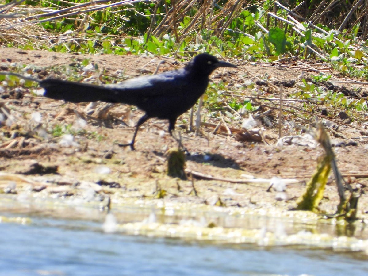 Great-tailed Grackle - ML620396097