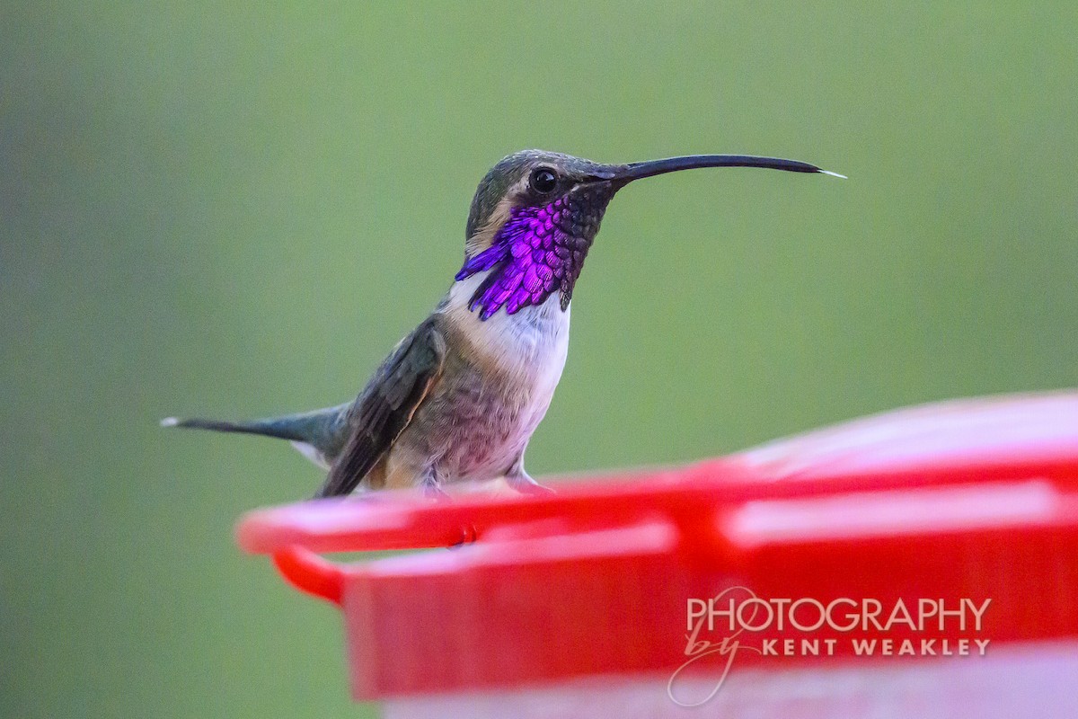 Lucifer Hummingbird - ML620396109