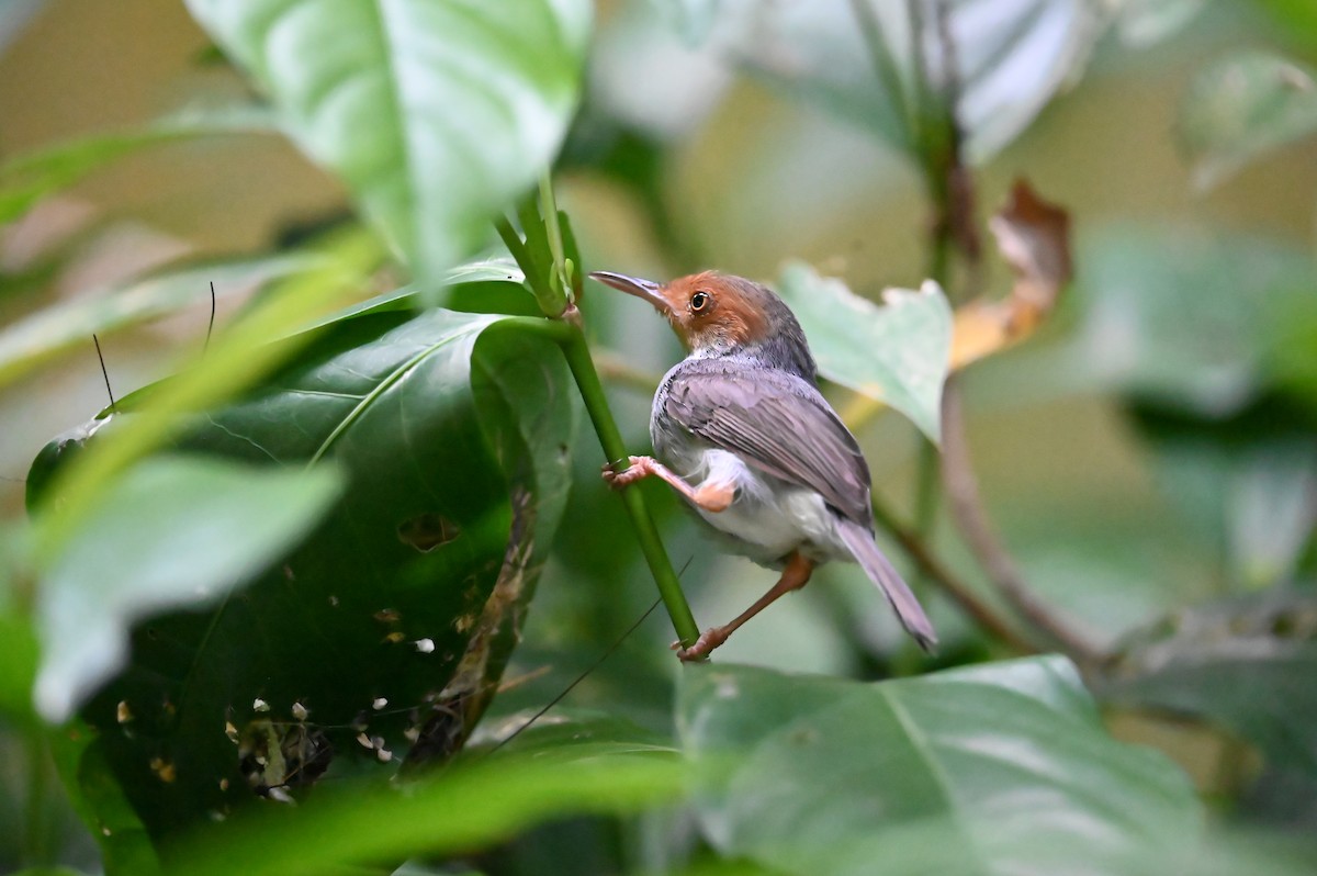 Ashy Tailorbird - ML620396113