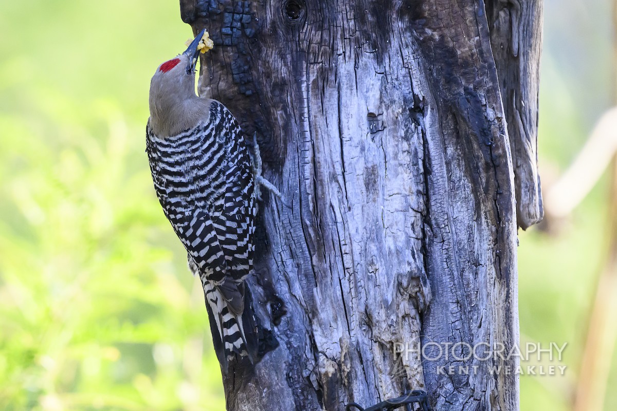 Gila Woodpecker - ML620396124