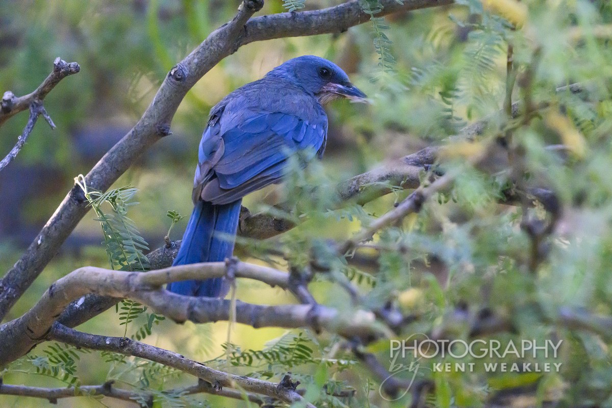 Mexican Jay - ML620396129