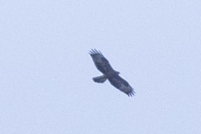 European Honey-buzzard - ML620396130