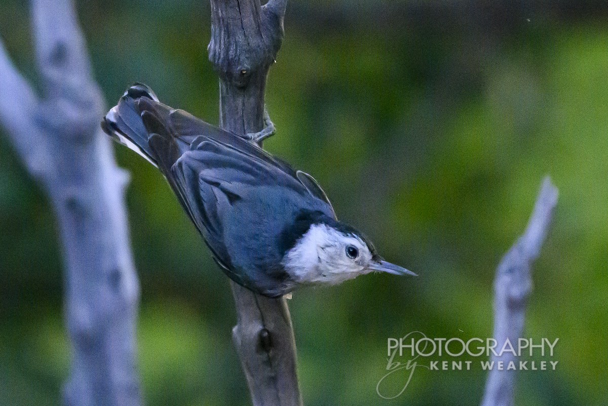 White-breasted Nuthatch - ML620396133