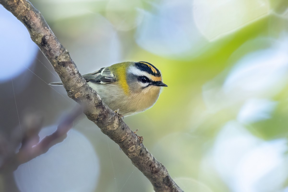 Common Firecrest - ML620396144