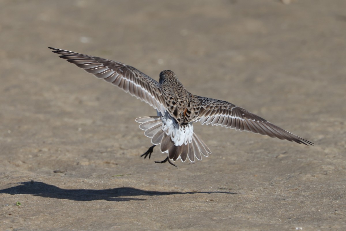 White-rumped Sandpiper - ML620396147