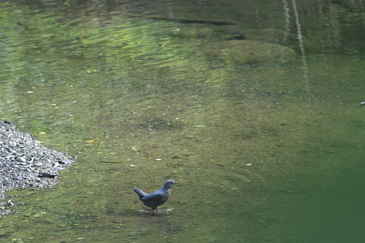 American Dipper - ML620396149