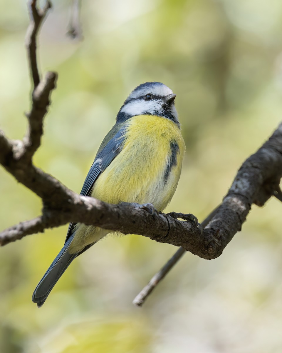 Eurasian Blue Tit - ML620396150