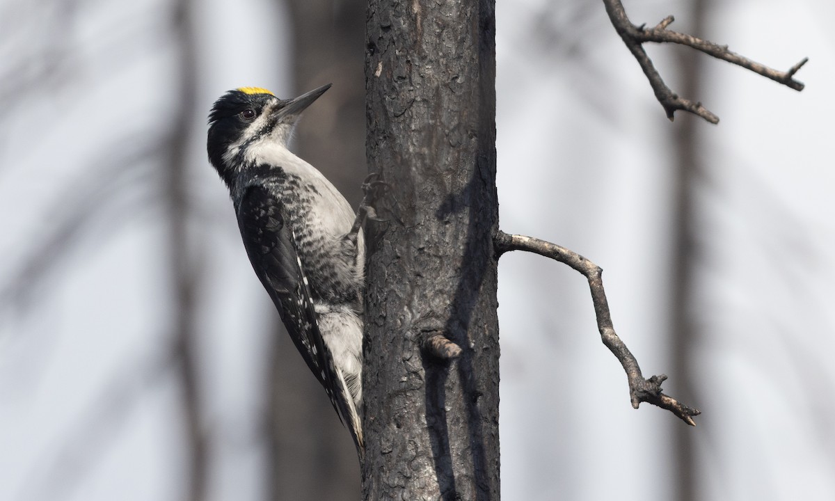 Black-backed Woodpecker - ML620396151