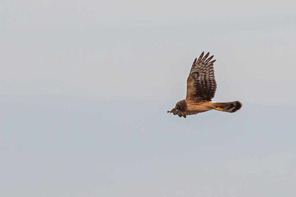 Northern Harrier - ML620396152