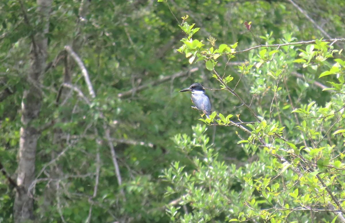 Belted Kingfisher - ML620396153