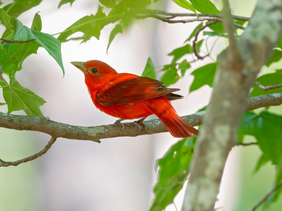 Summer Tanager - ML620396157