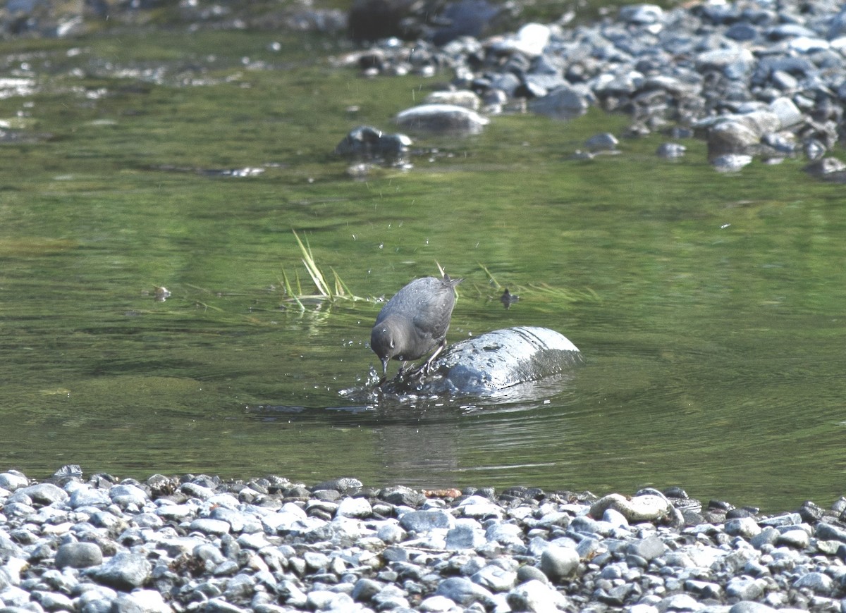 American Dipper - ML620396158