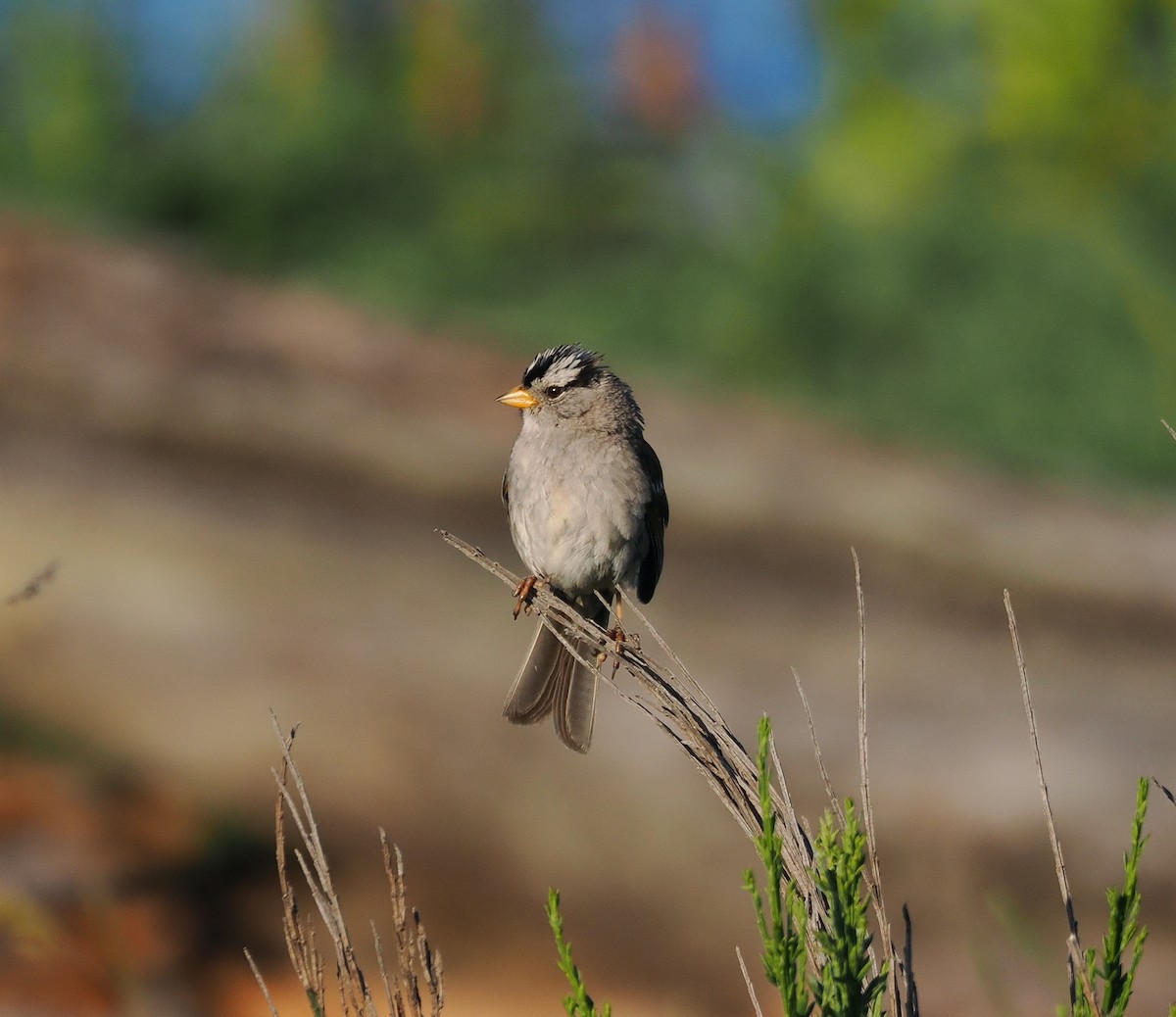 White-crowned Sparrow - ML620396159