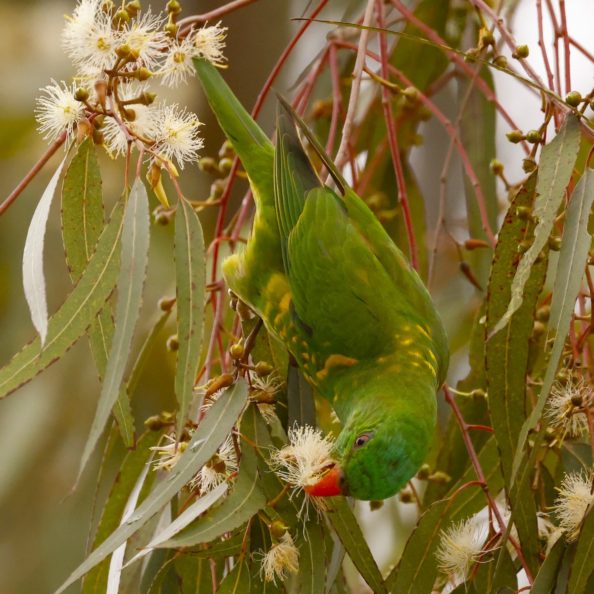 Scaly-breasted Lorikeet - ML620396166