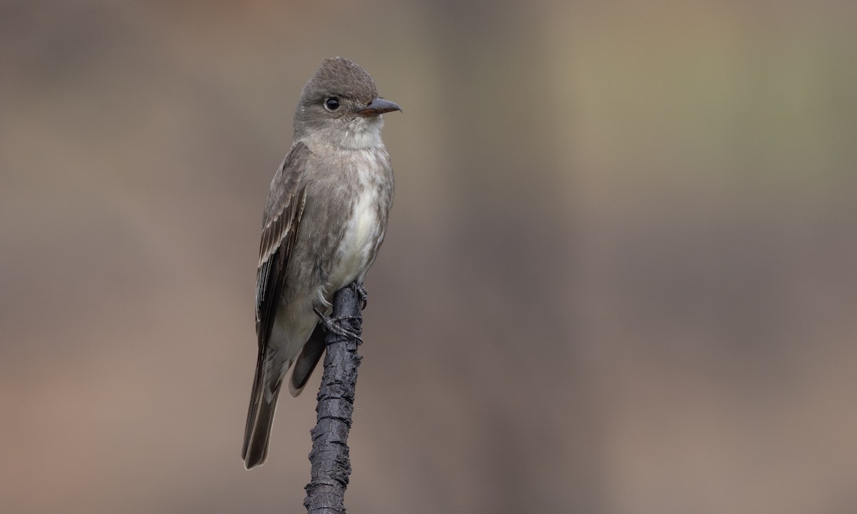 Olive-sided Flycatcher - ML620396168