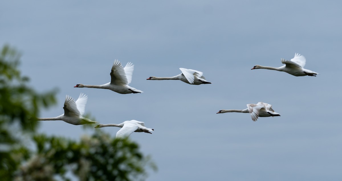 Cygne tuberculé - ML620396176