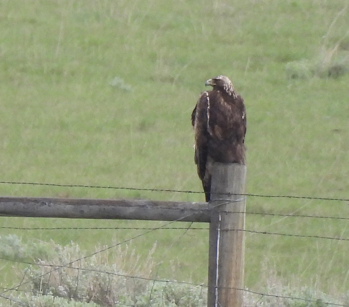 Golden Eagle - ML620396180