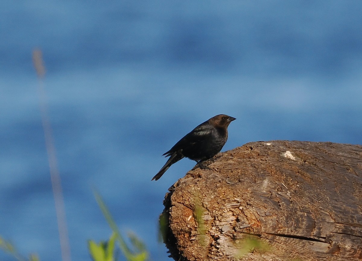 Brown-headed Cowbird - ML620396185