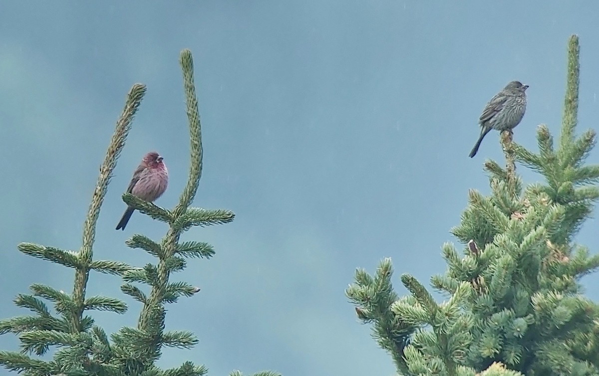 Red-mantled Rosefinch - ML620396186