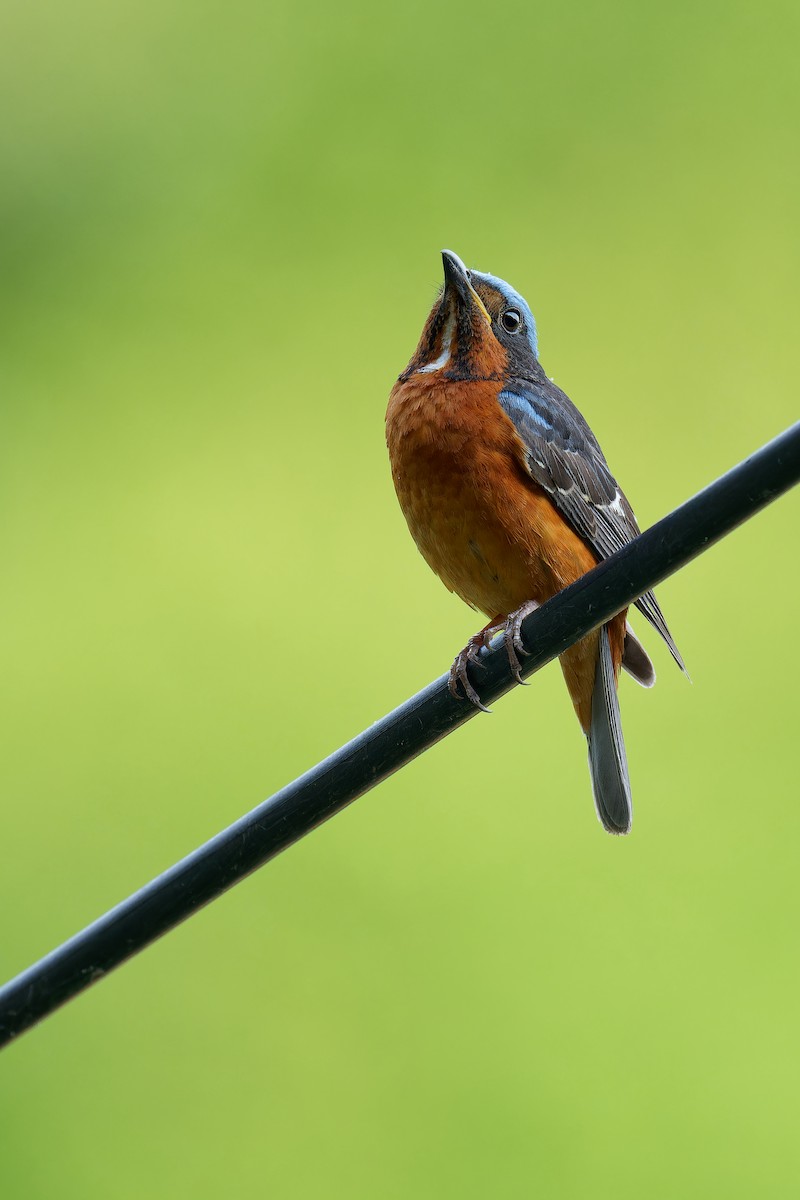 White-throated Rock-Thrush - ML620396187